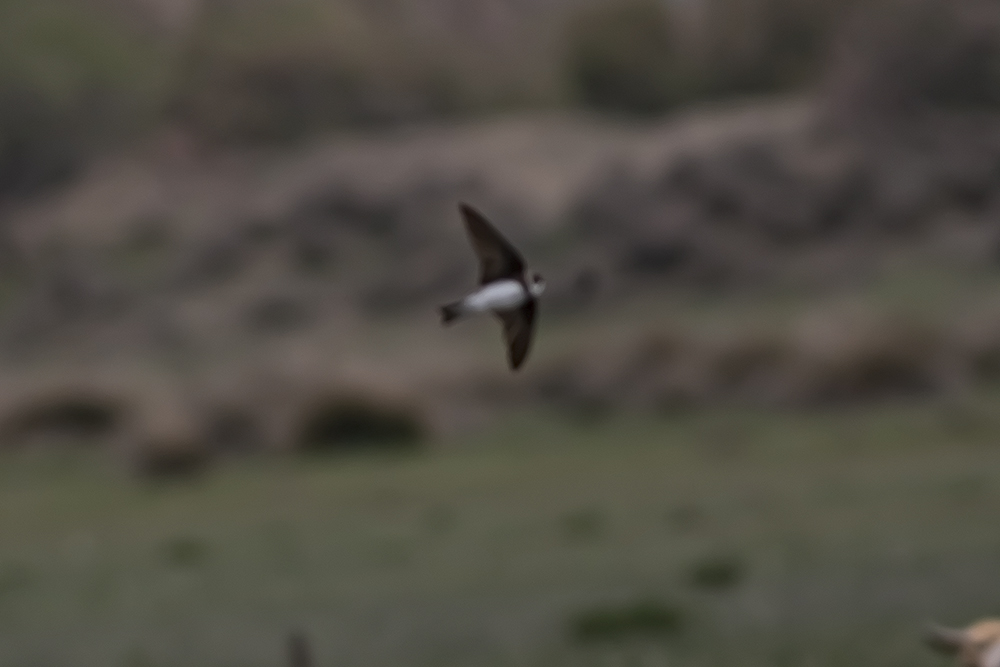 Bank Swallow